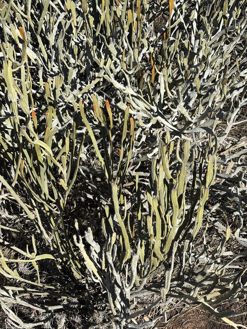 Euphorbia crassa
