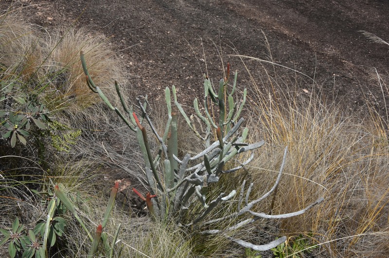 Euphorbia crassa photo 3