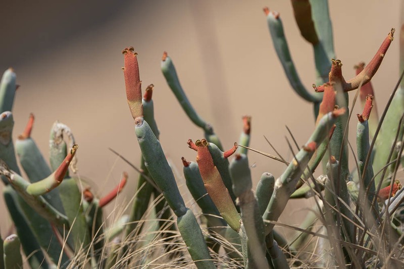 Euphorbia crassa photo 4
