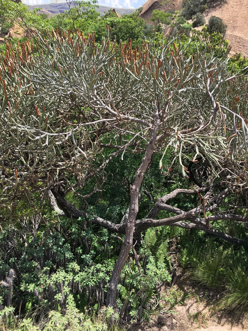 Euphorbia crassa photo 5