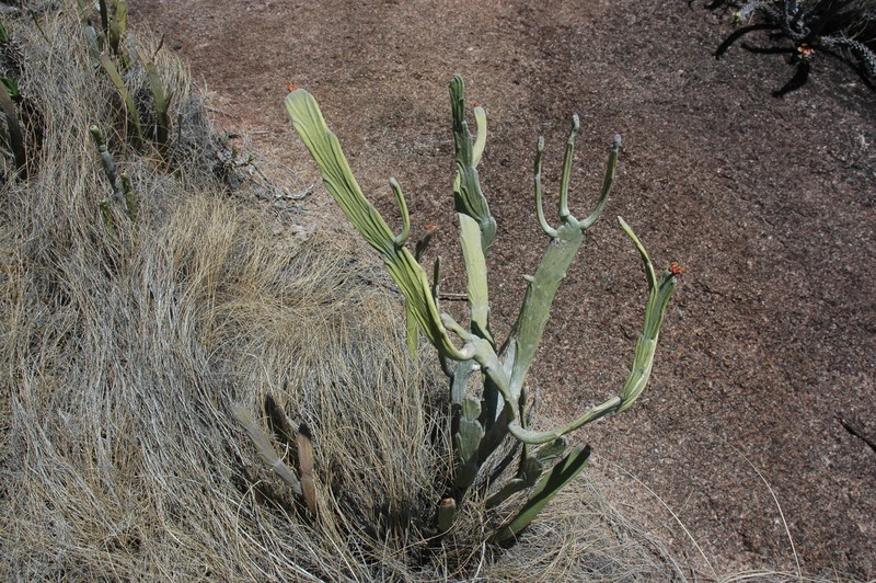 Euphorbia crassa photo 6