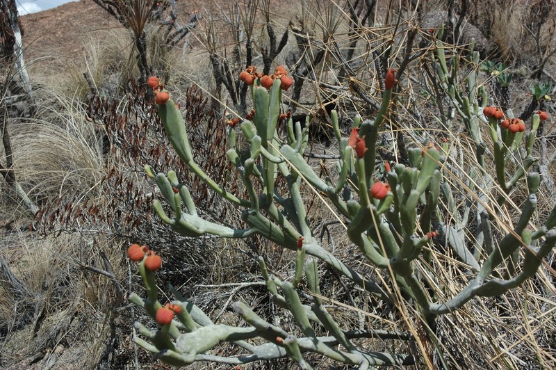 Euphorbia crassa photo 7