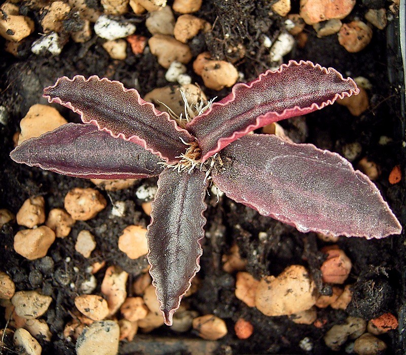 Euphorbia crassicaulis