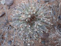 Euphorbia crassipes