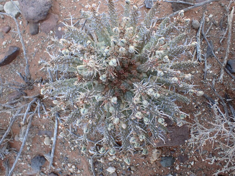 Euphorbia crassipes
