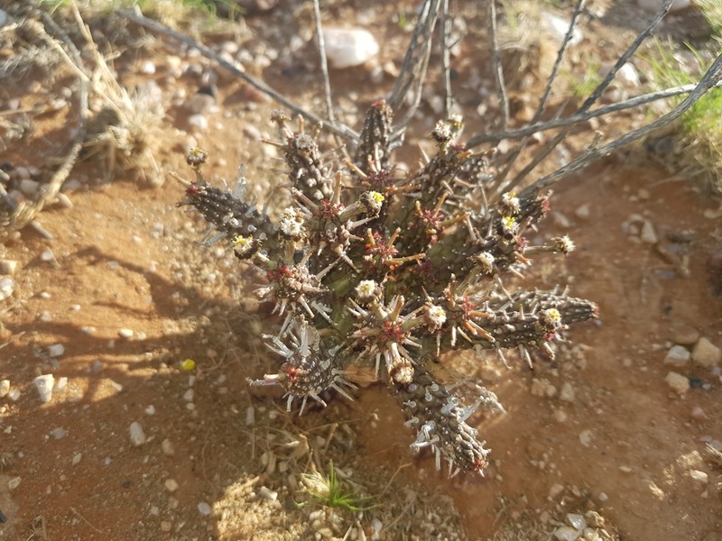 Euphorbia crassipes photo 2