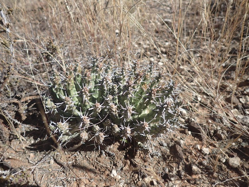 Euphorbia crassipes photo 3