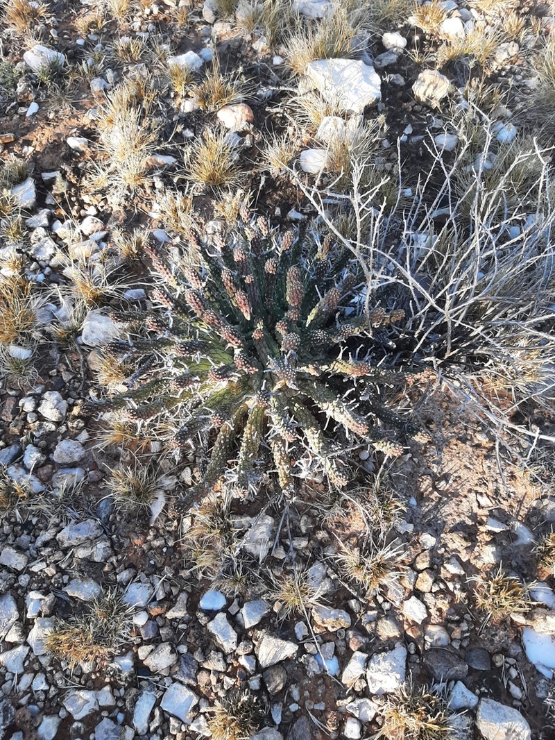 Euphorbia crassipes photo 4