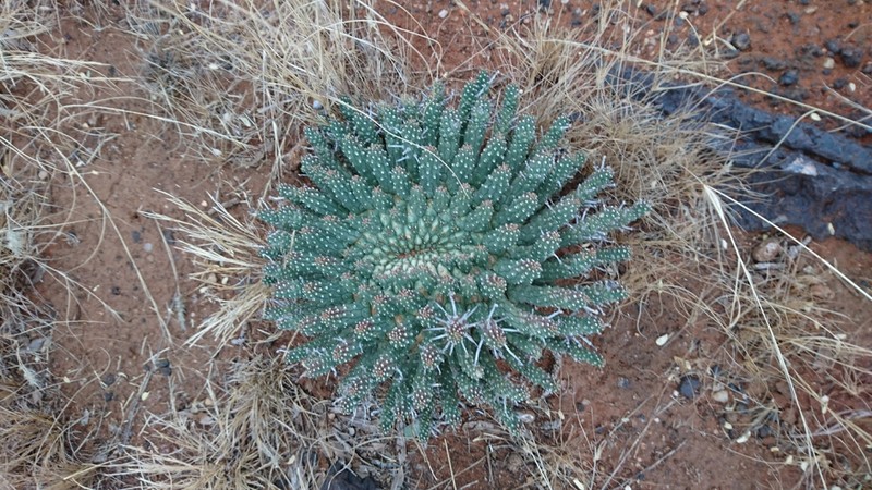 Euphorbia crassipes photo 6