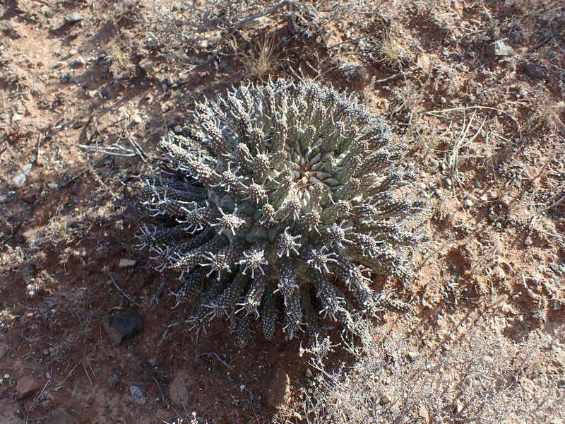 Euphorbia crassipes photo 7