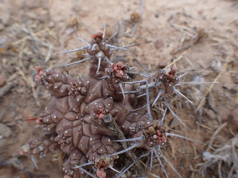 Euphorbia crassipes photo 8