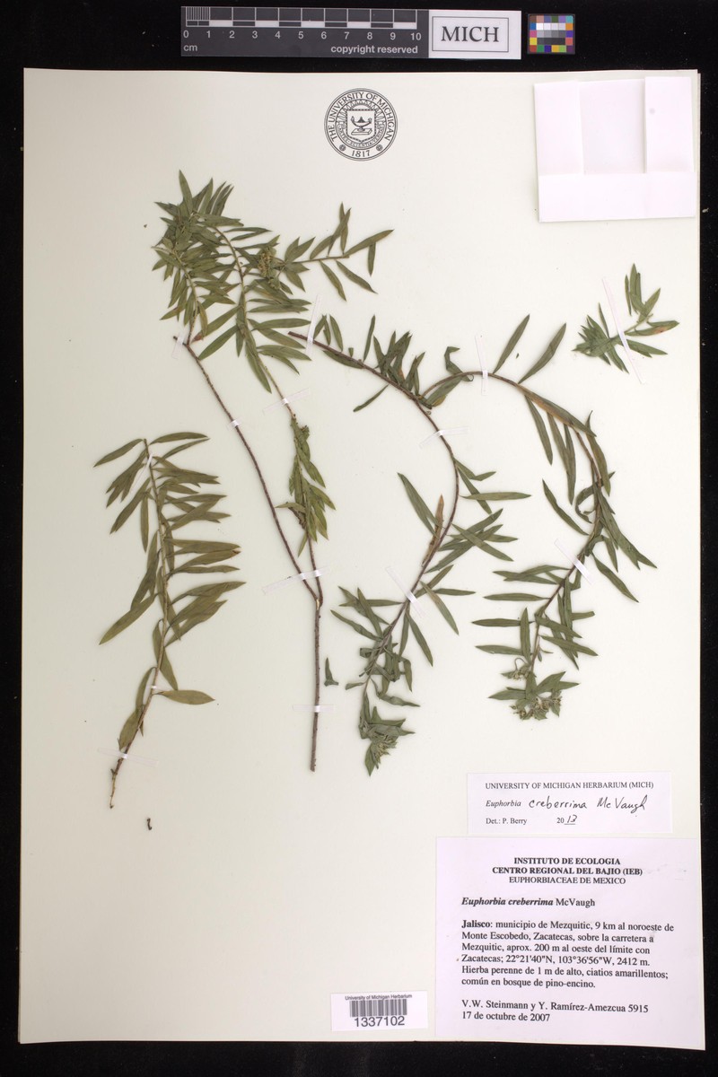 Euphorbia creberrima