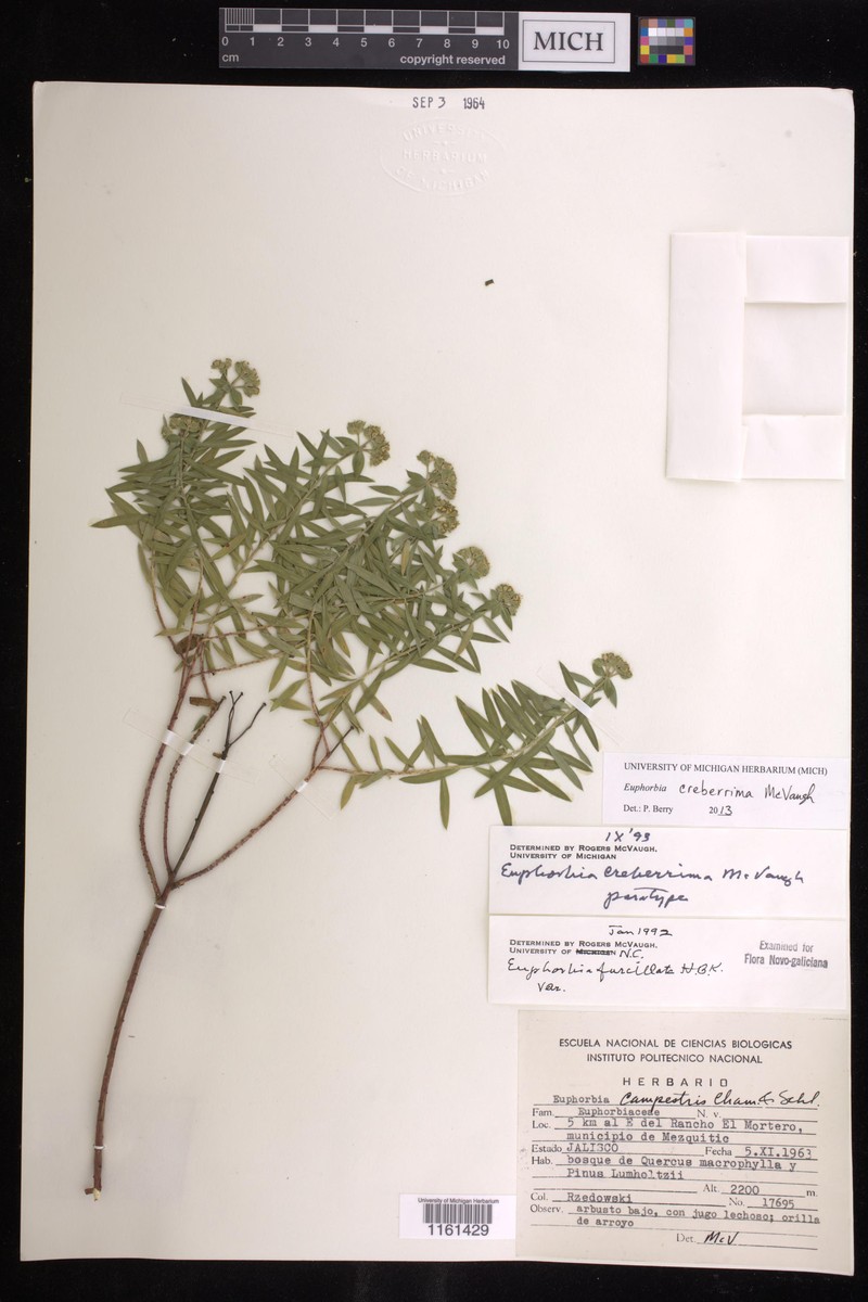 Euphorbia creberrima photo 2