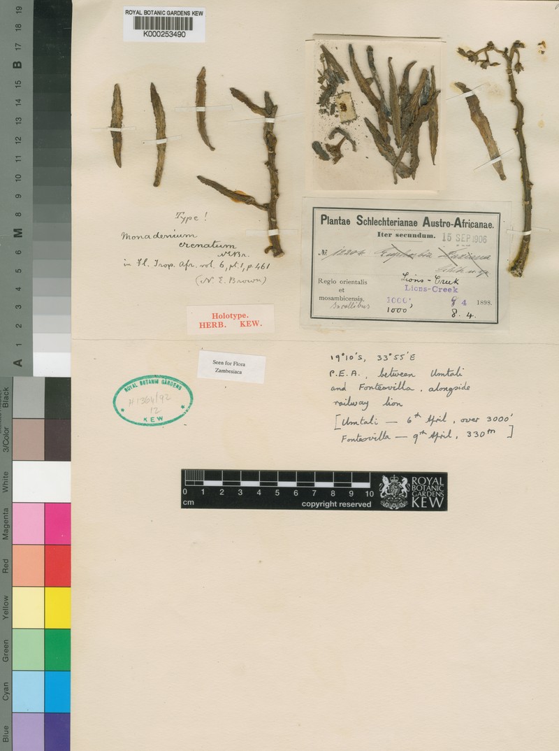 Euphorbia crenata