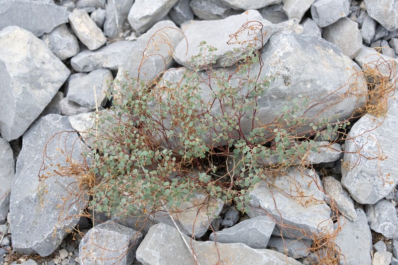 Euphorbia crepitata