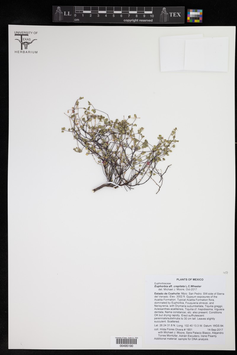 Euphorbia crepitata photo 2