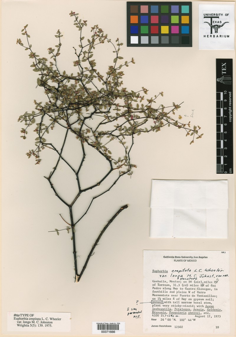 Euphorbia crepitata var. longa