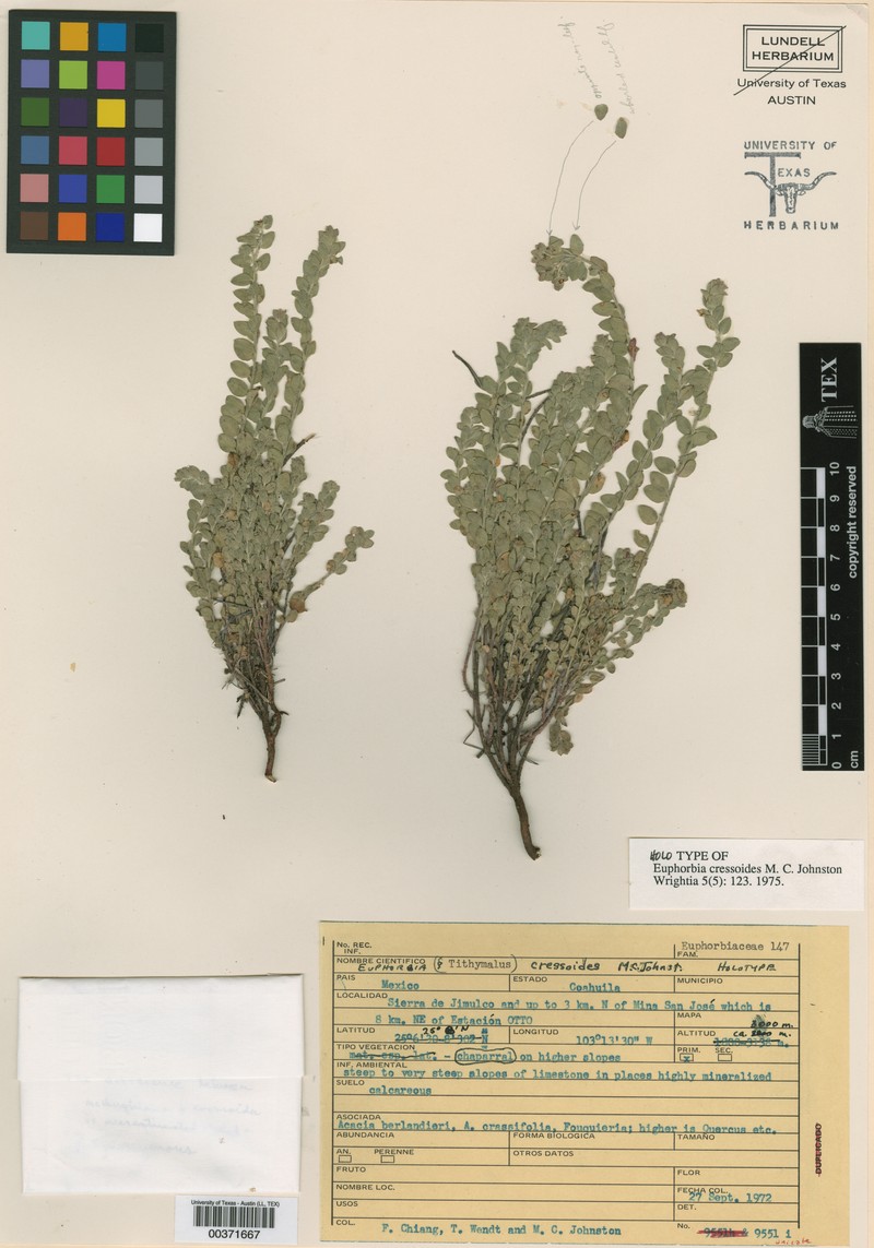 Euphorbia cressoides