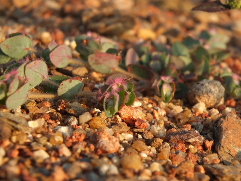 Euphorbia cristata