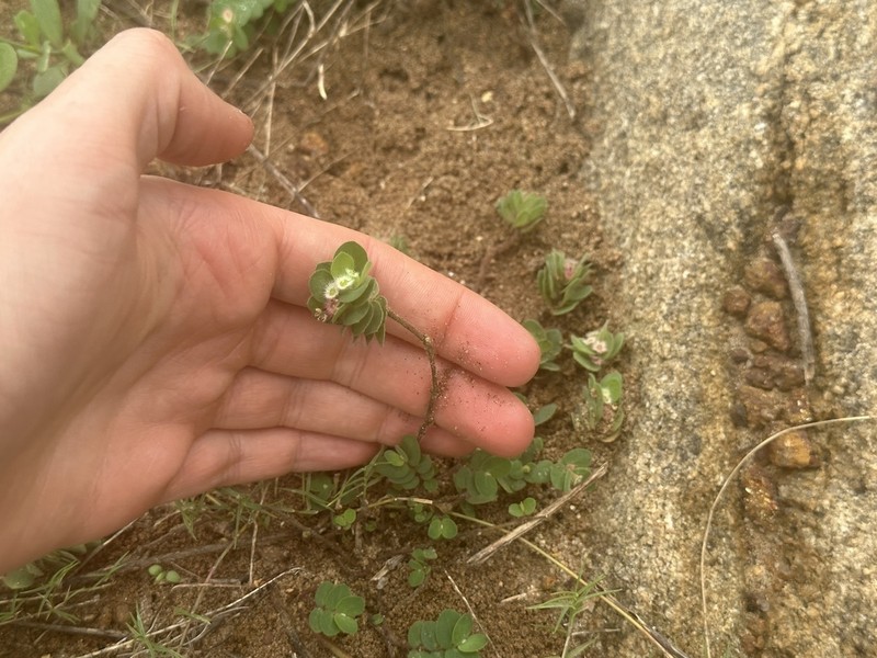 Euphorbia cristata photo 2
