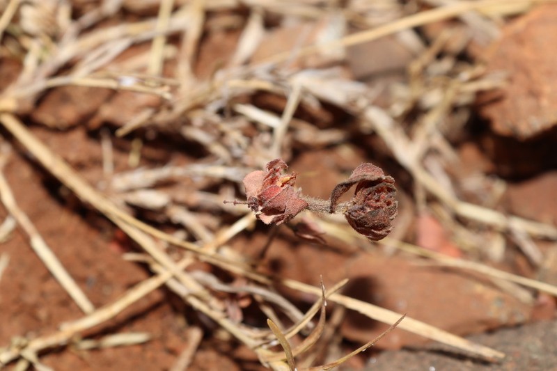 Euphorbia cristata photo 3