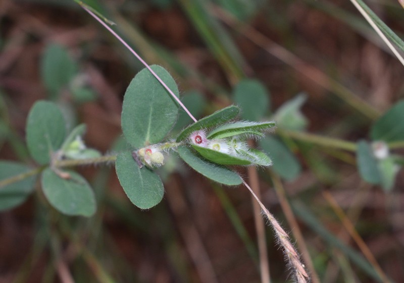 Euphorbia cristata photo 4