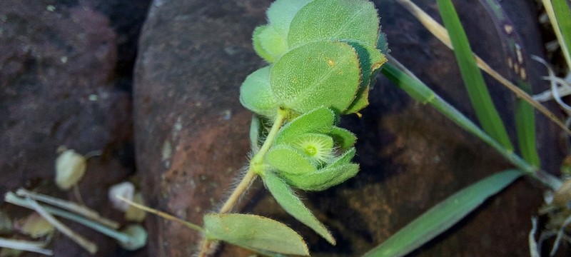 Euphorbia cristata photo 5