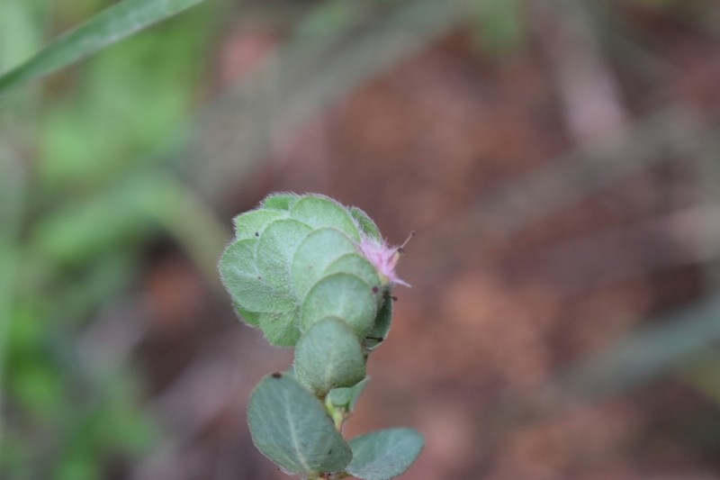 Euphorbia cristata photo 6