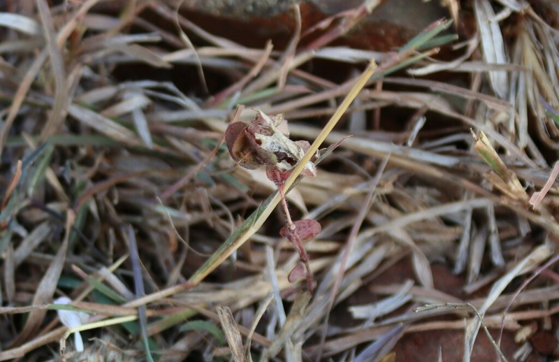 Euphorbia cristata photo 7