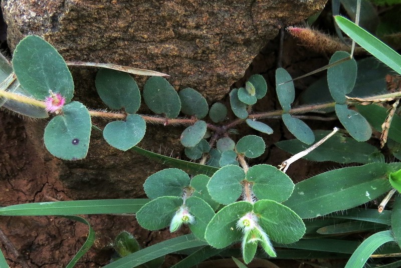 Euphorbia cristata photo 8