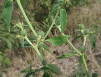 Euphorbia crotonoides
