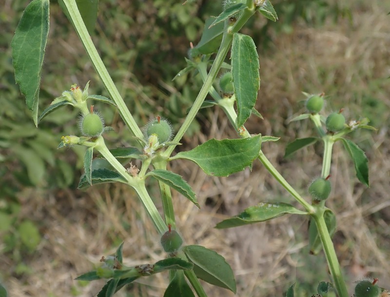 Euphorbia crotonoides