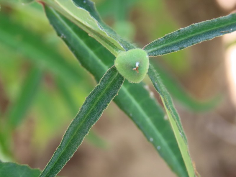 Euphorbia crotonoides photo 2