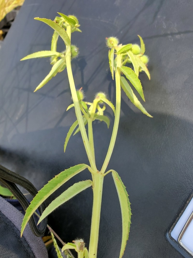 Euphorbia crotonoides photo 3