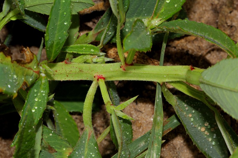 Euphorbia crotonoides photo 5