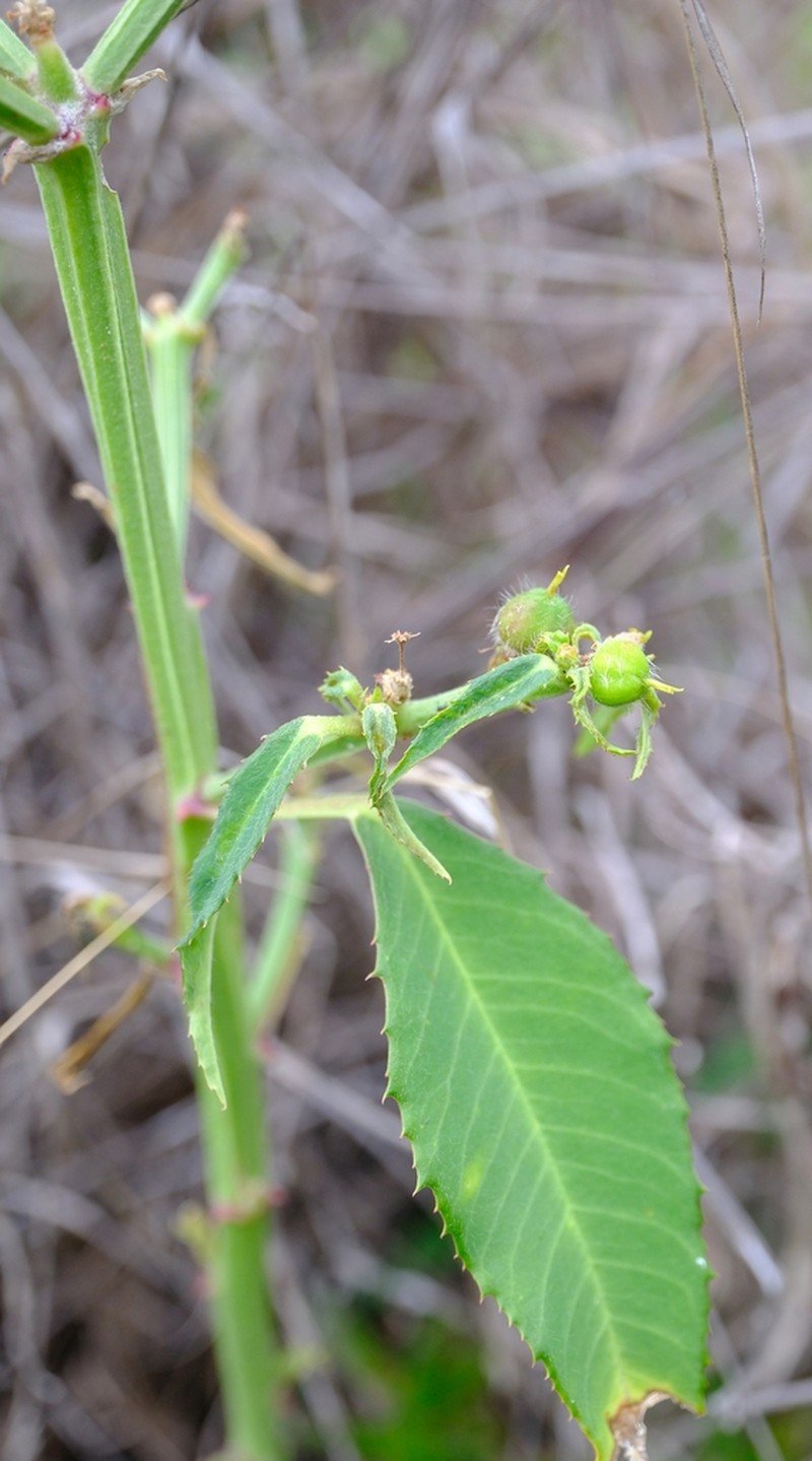 Euphorbia crotonoides photo 6
