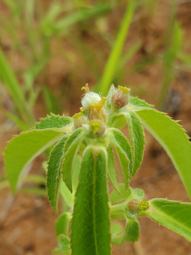 Euphorbia crotonoides photo 7