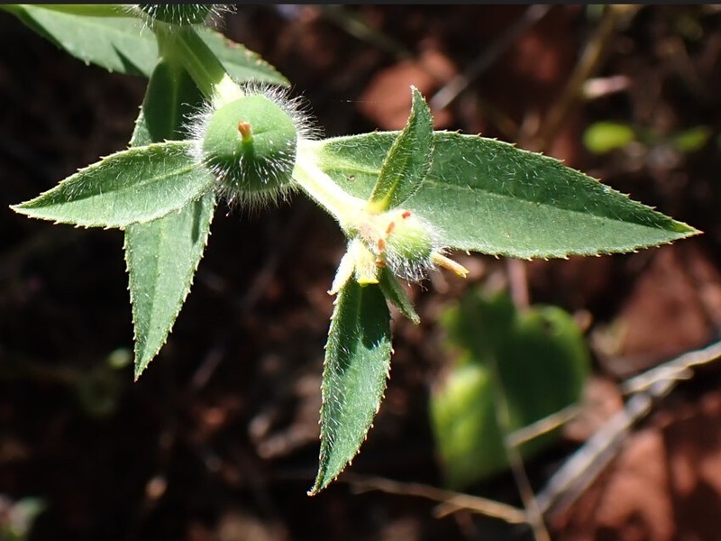 Euphorbia crotonoides subsp. crotonoides