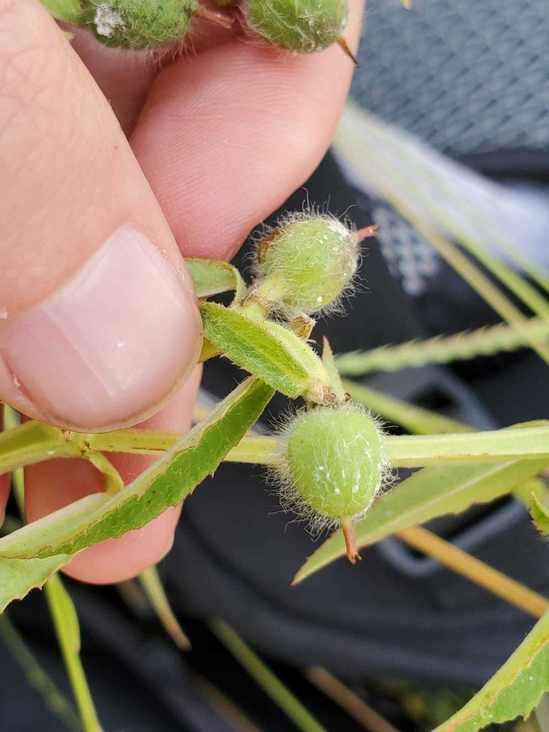 Euphorbia crotonoides subsp. crotonoides photo 2