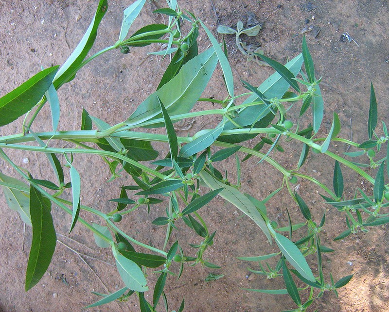 Euphorbia crotonoides subsp. crotonoides photo 3
