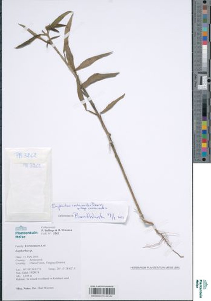 Euphorbia crotonoides subsp. crotonoides photo 4