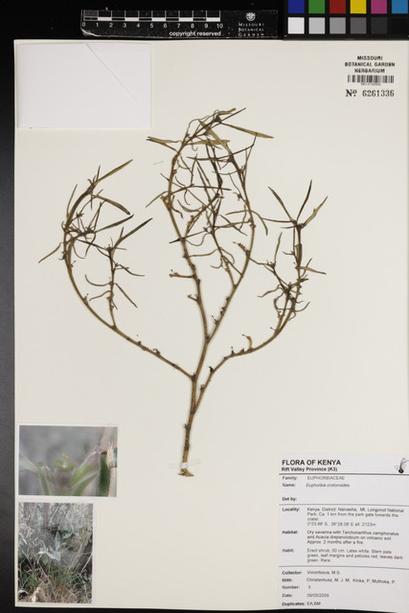 Euphorbia crotonoides subsp. crotonoides photo 5