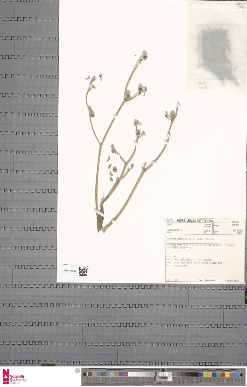 Euphorbia crotonoides subsp. crotonoides photo 6