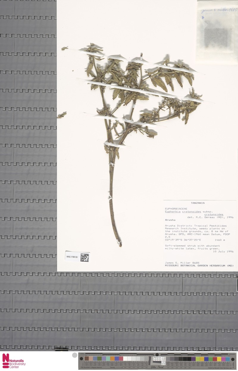Euphorbia crotonoides subsp. crotonoides photo 7