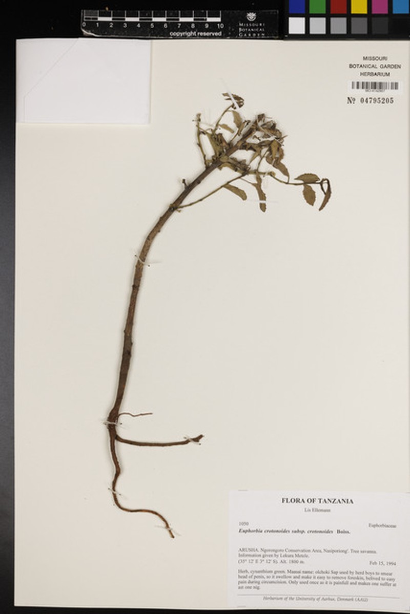 Euphorbia crotonoides subsp. crotonoides photo 8