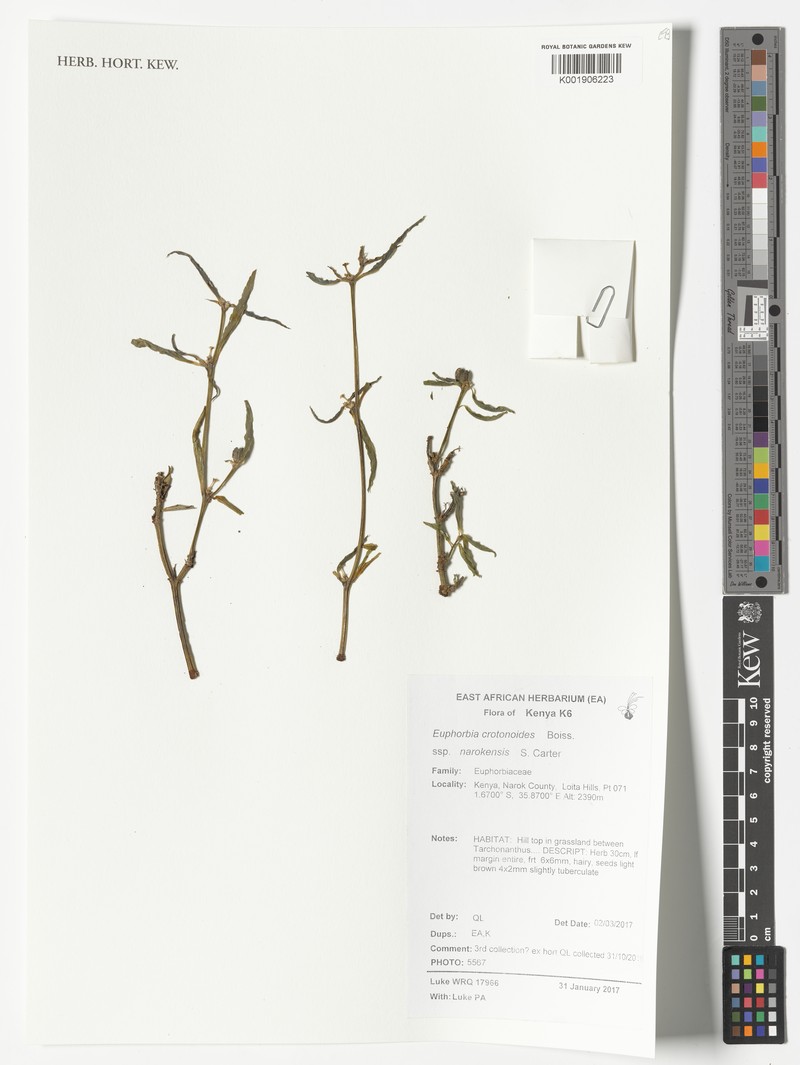 Euphorbia crotonoides subsp. narokensis