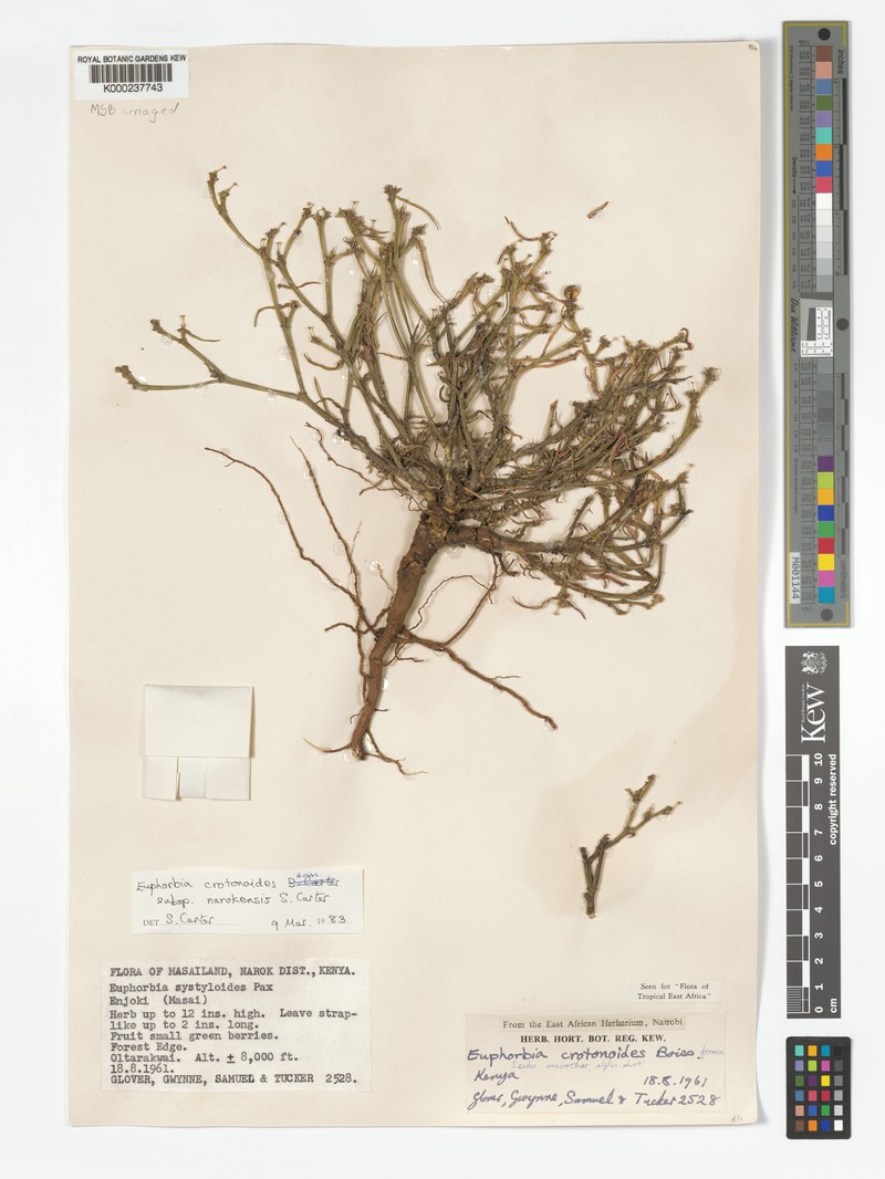 Euphorbia crotonoides subsp. narokensis photo 2