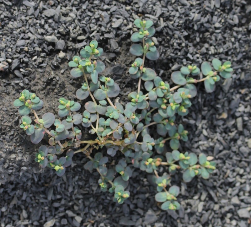 Euphorbia cryptorubra