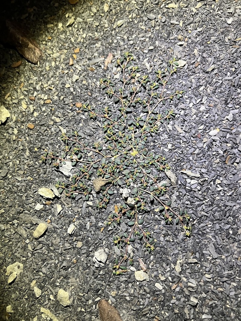 Euphorbia cryptorubra photo 2