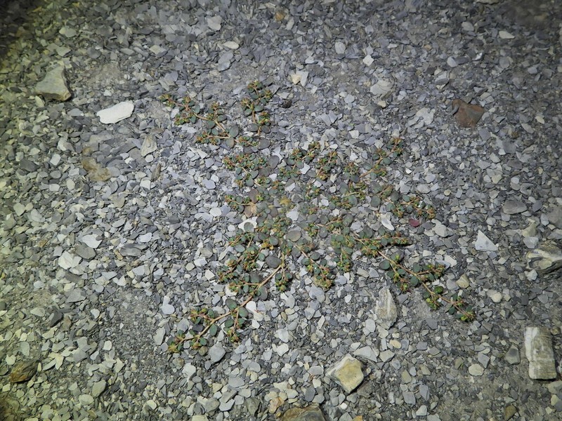 Euphorbia cryptorubra photo 3